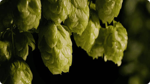 素材のこだわり ホップ