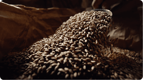 SPRING VALLEY BREWERY 豊潤ラガー 496｜ビール情報｜キリン ホームタップ