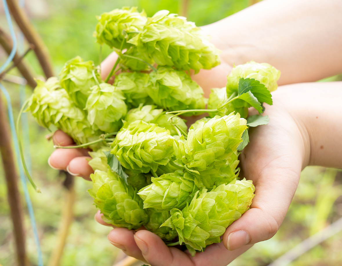 SPRING VALLEY BREWERY シルクエール 白｜ビール情報｜キリン